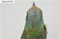 五色鳥藏品圖，第10張